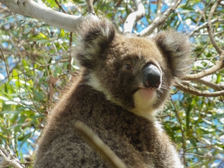 Koala 
