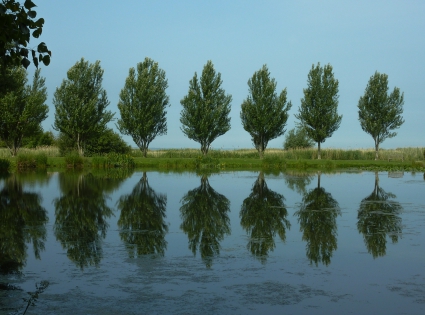 Honfleur reflet dans l'eau arbres qui poussent à l'envers ??