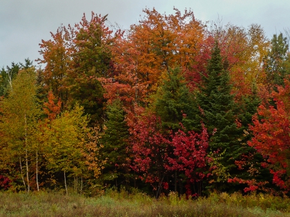 couleur d'automne 