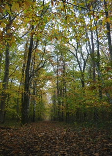 forêt en automne 