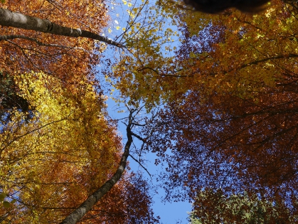 feuilles d'automne 