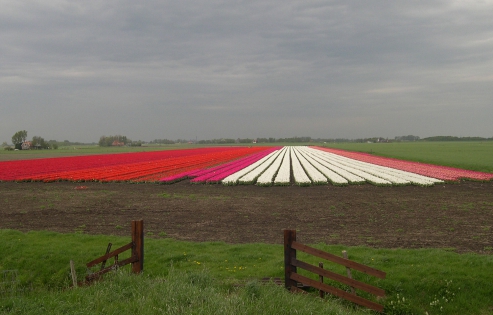 champs de tulipe ( Hollande) tulipes à perte de vue en ligne ....