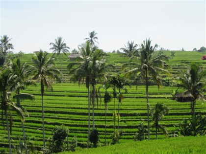Rizière (Bali) 